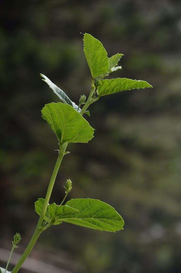 Cullen corylifolium flowers and foliage