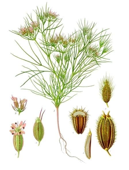 Cumin plant in flower