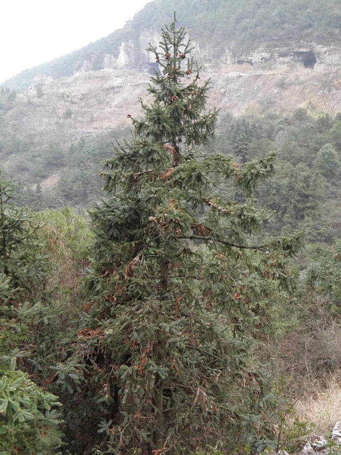 Cunninghamia lanceolata tree with distinctive needles and brown cones