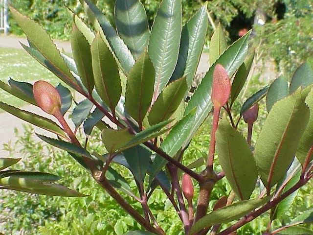 Cunonia capensis tree with characteristic foliage