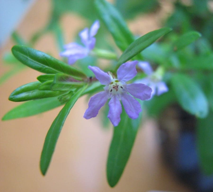 Cuphea hyssopifolia shrub with purple-pink flowers and green foliage