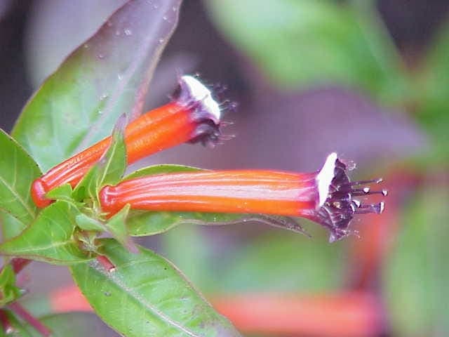 Plant de Fleur de Cigare avec fleurs rouges distinctives