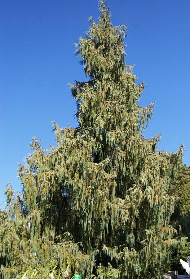Cupressus cashmeriana with delicate, pendulous branches and blue-green foliage