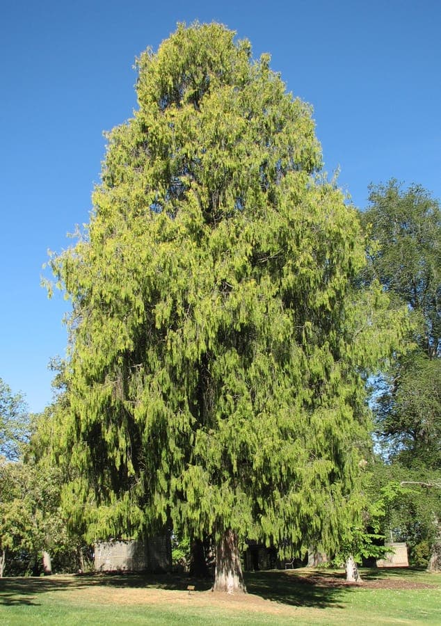 Cupressus funebris with characteristic drooping branches and deep green foliage