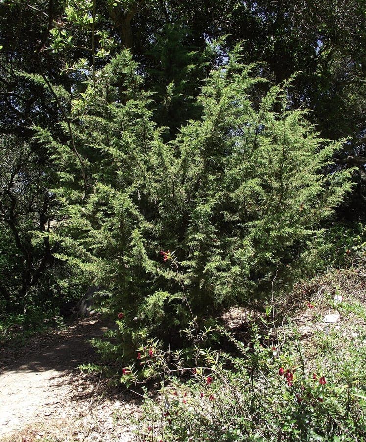 Cupressus goveniana with dense, dark green foliage and compact columnar form