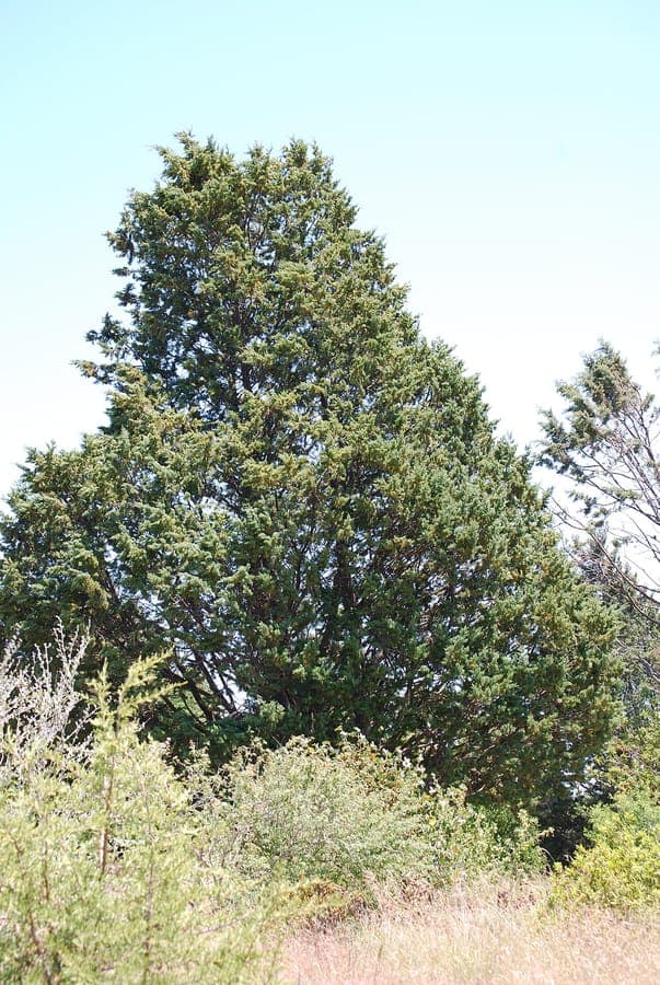 Cyprès de Guadalupe avec feuillage caracteristique