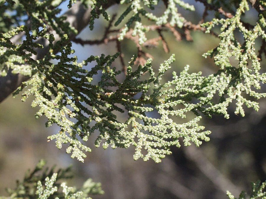Fragrant cypress with fine aromatic foliage and elegant growth
