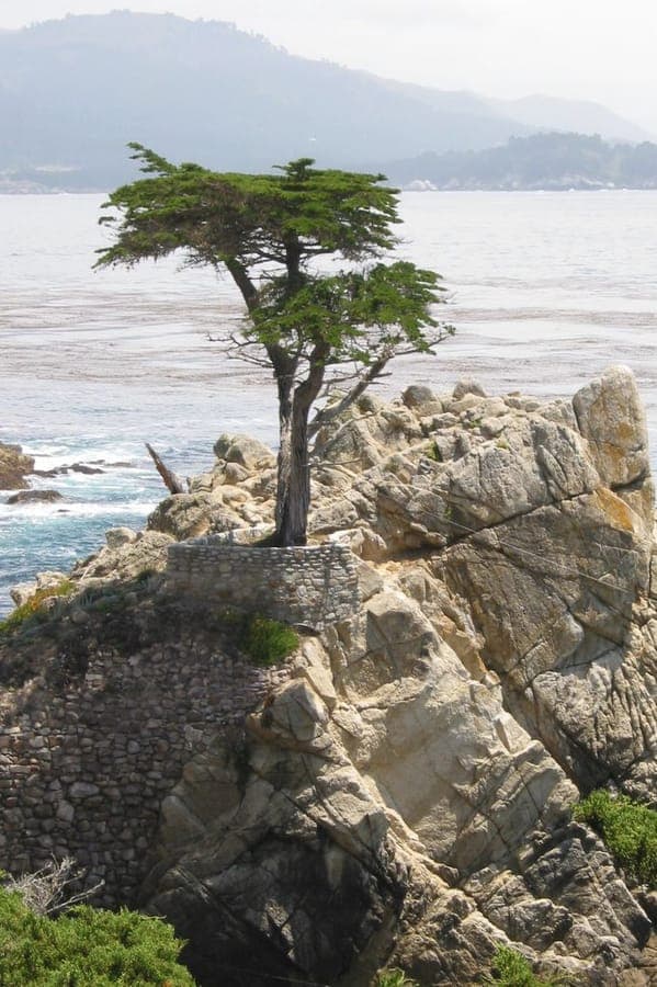 Arbre Cypres de Monterey avec feuillage dore-vert elegant
