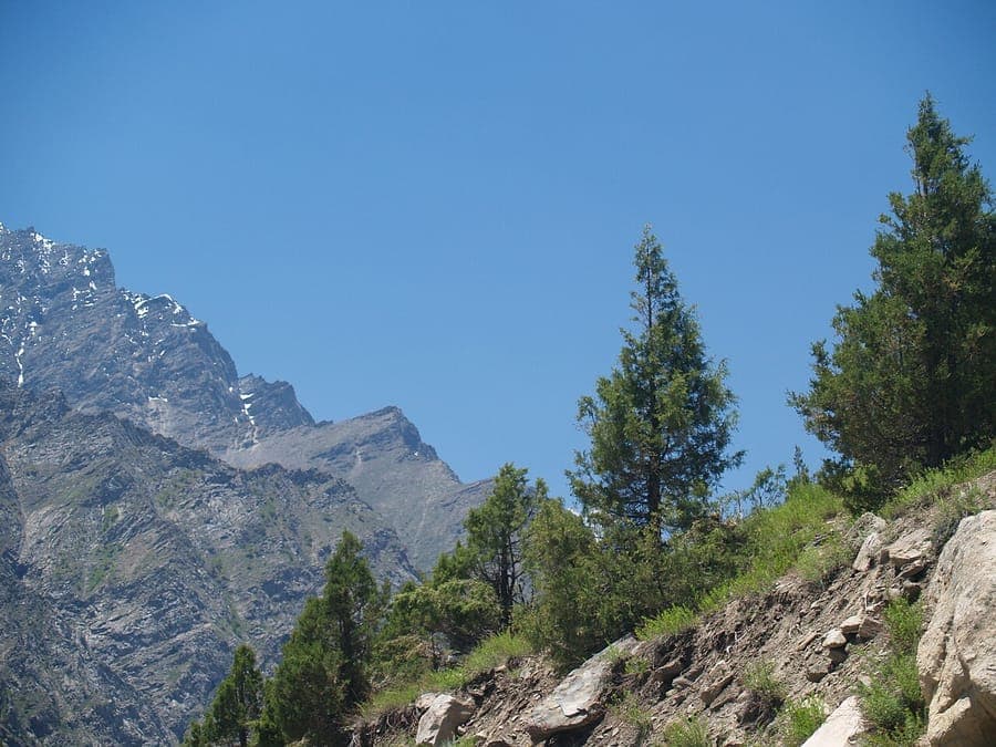 Cupressus torulosa avec branches elegantes pleurantes et feuillage gris-vert aromatique