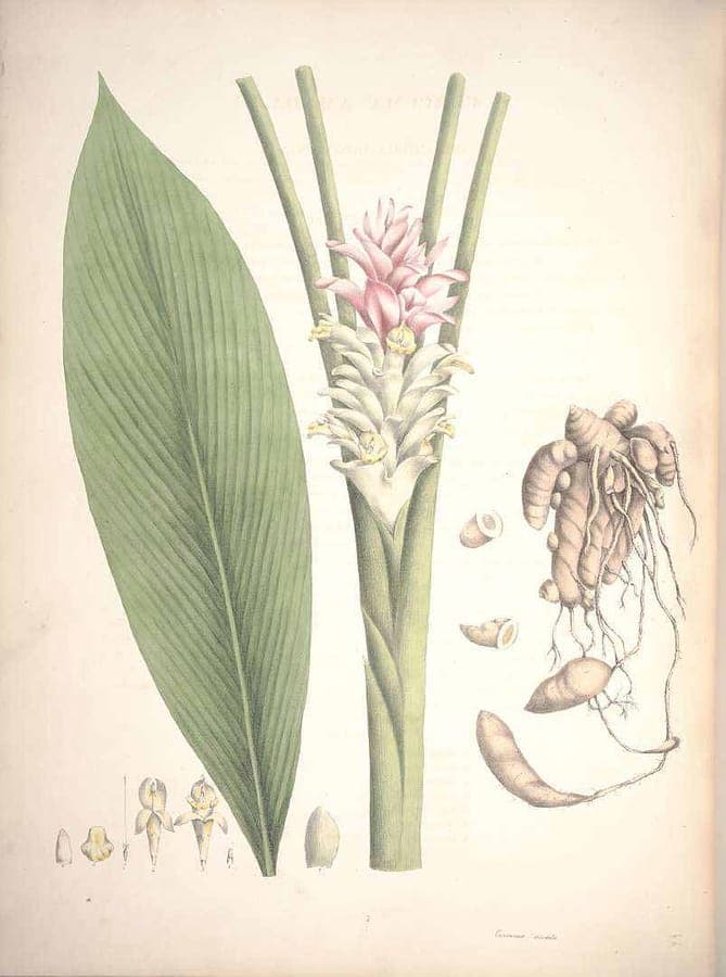 Curcuma amada with golden flowers and green foliage