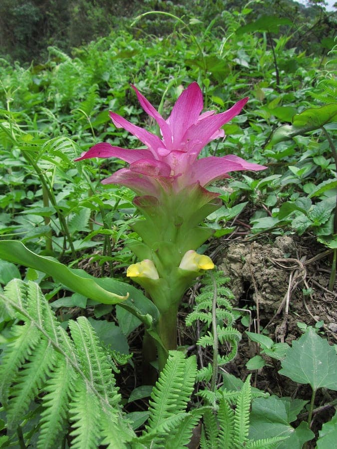 Yellow flowers of wild turmeric