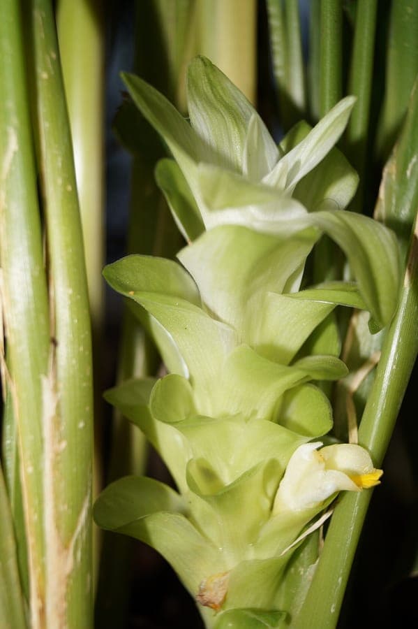 Curcuma longa plant with yellow flowers and green leaves