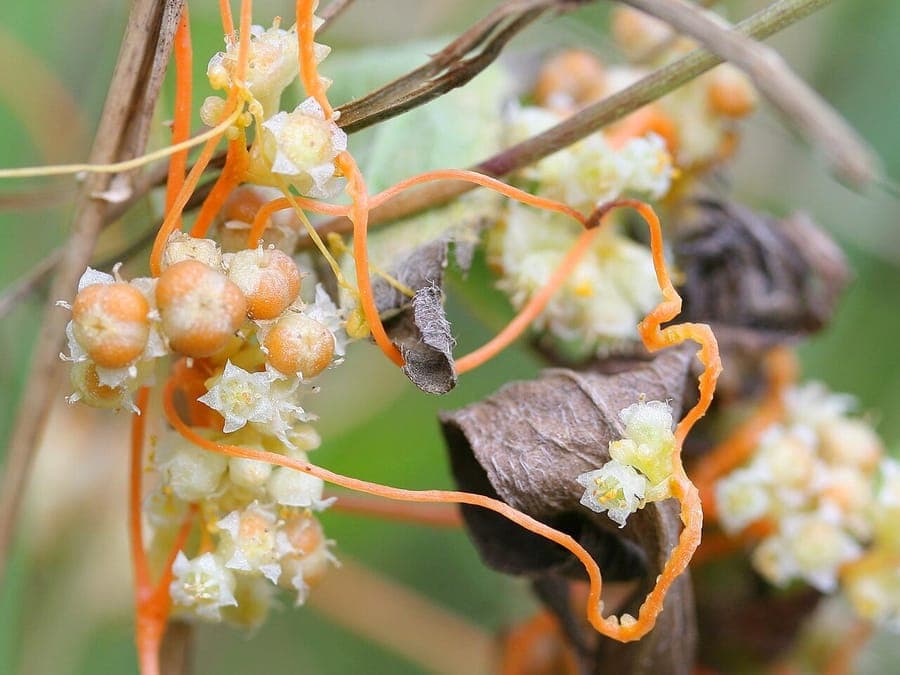 Gele, draadvormige veldwarkruid die zich wikkelt rond een klaverplant in een lichtbeschaduwde tuinhoek