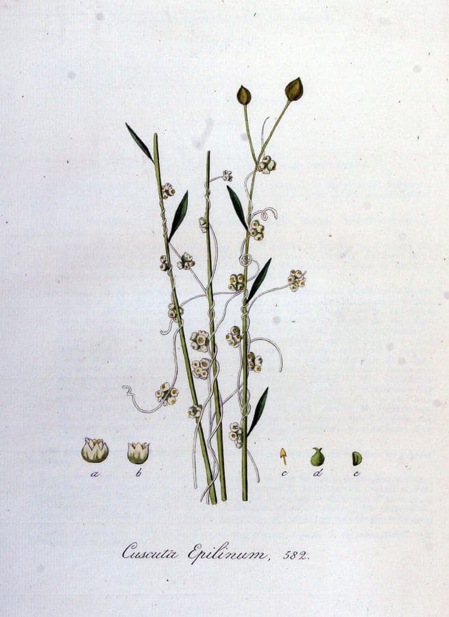 Vlaswarkruid (Cuscuta epilinum) in volle bloei op een linnenplant, met fijne witte bloemetjes en draadvormige stengels.