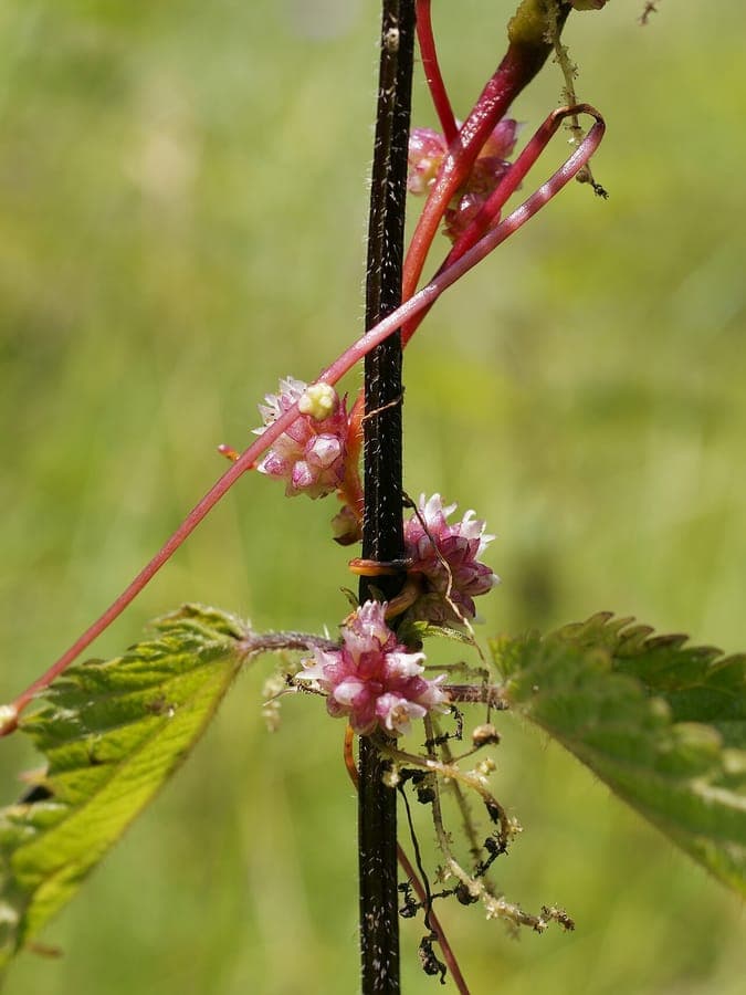 European dodder (Cuscuta europaea) twining around a creeping thistle in full bloom on a sunny summer day