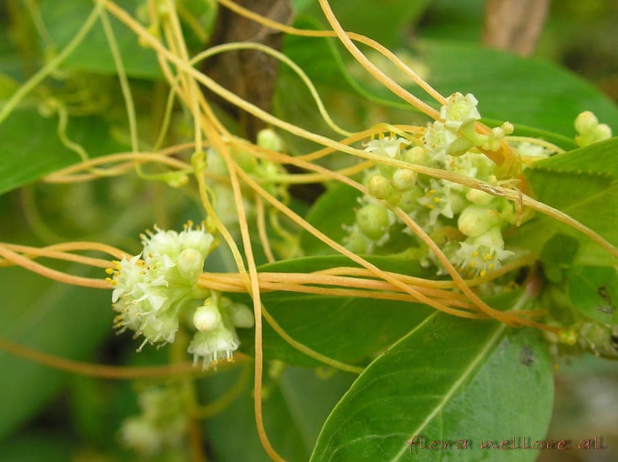 Giant dodder plant growing on host