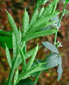 Guar plant with characteristic square pods
