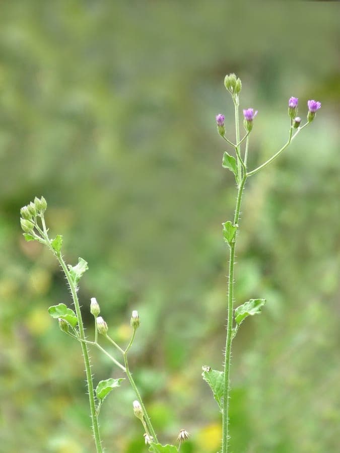 Little ironweed (Cyanthillium cinereum) with purple flowers in bloom