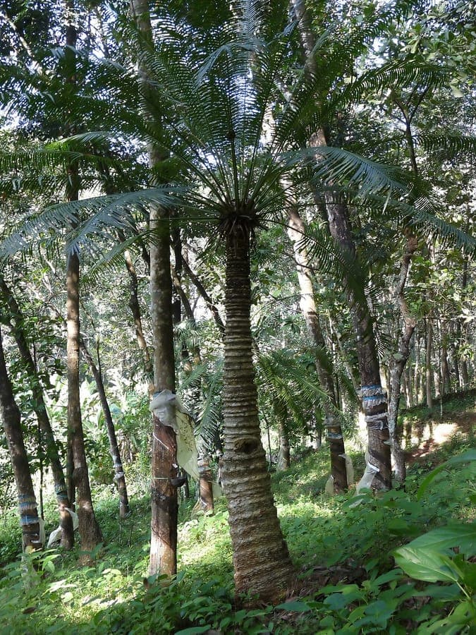 Cycas circinalis queen sago fern palm with unfurling green frond