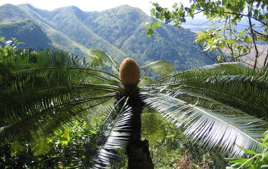 Cycas pectinata met karakteristieke gefiederde bladeren