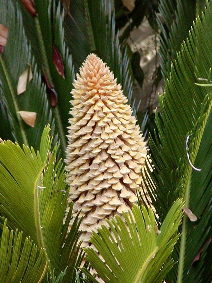 Cycas revoluta met karakteristieke spiraalvormige bladeren