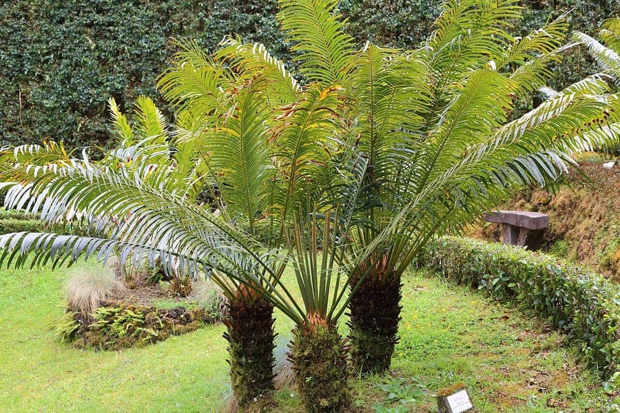 Cycas rumphii plant with beautiful green feathered leaves