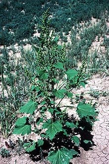 Grote moerasouderling (Cyclachaena xanthiifolia) met geveerde bladeren in bloei