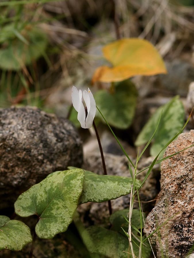 Cyclamen balearicum with white flowers and glossy leaves in a rocky garden setting