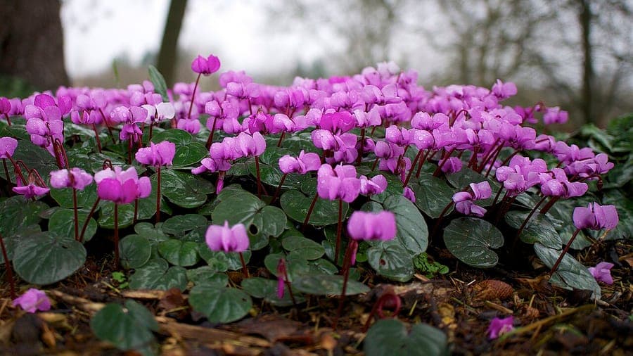 Pink flowers of Cyclamen coum