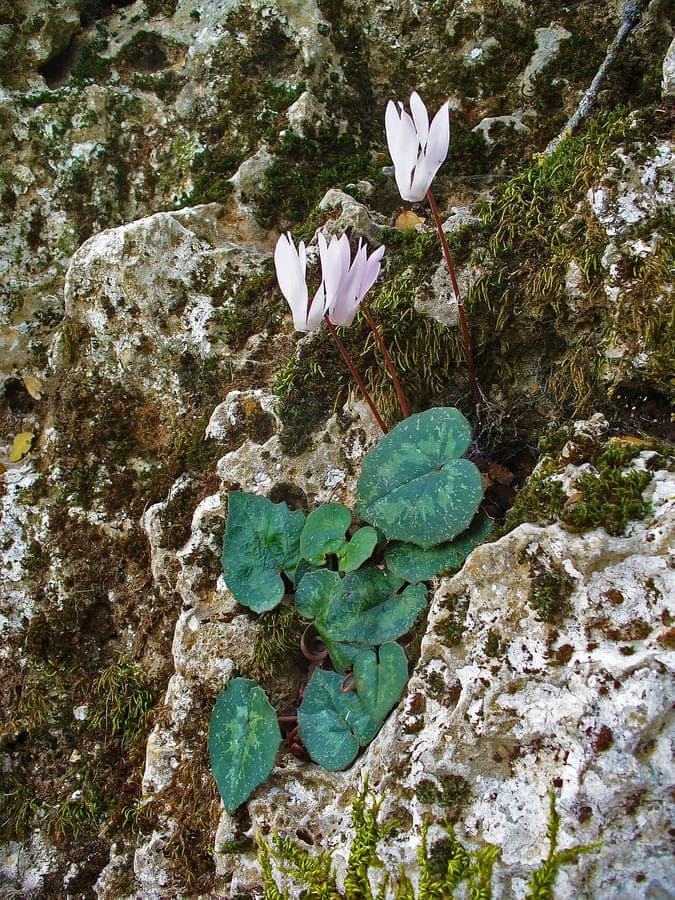 Cretan cyclamen (Cyclamen creticum) with pink flowers