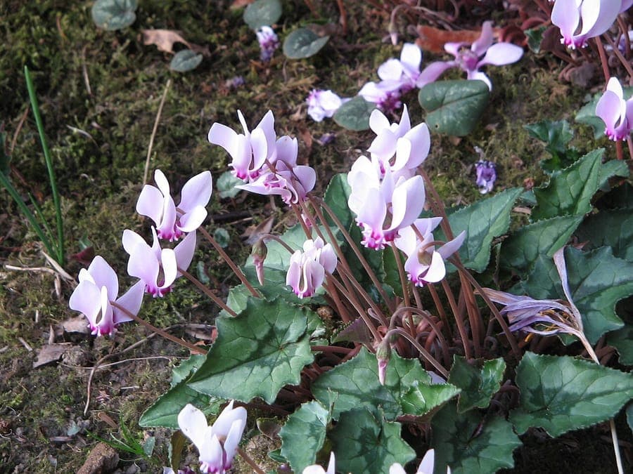 Roze bloemen van Cyclamen hederifolium met hagedisblad