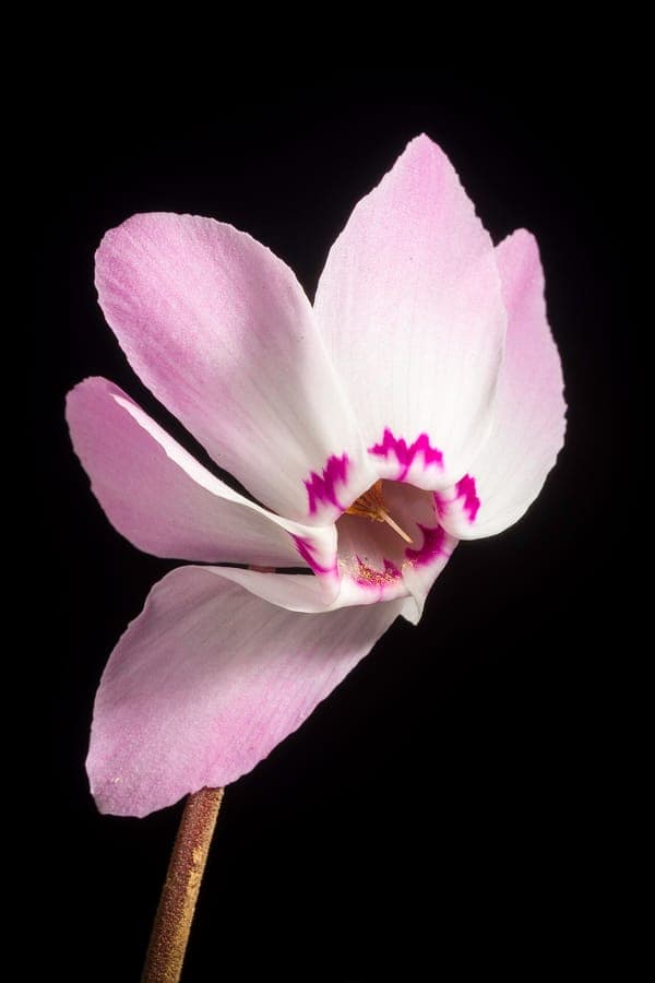 Lebanon Cyclamen with soft pink flowers and marbled leaves