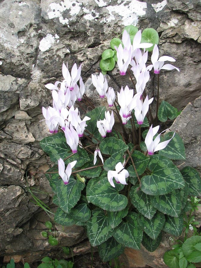 Florist's cyclamen in bloei op een vensterbank met lichte, schemerige verlichting