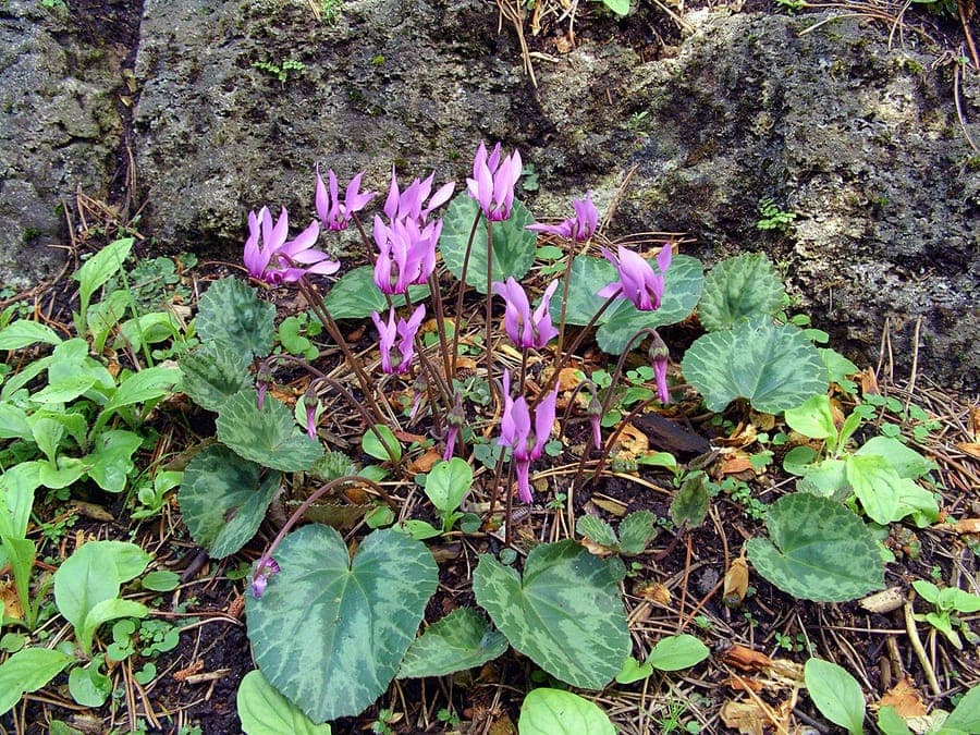 Europese Cyclamen bloeiend in bosrand met donkergroene bladeren en roze bloemen