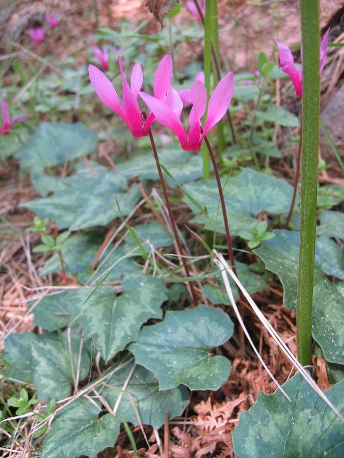 Cyclamen repandum with pink flowers