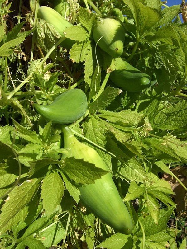 Cyclanthera pedata plant with green fruits and flowers