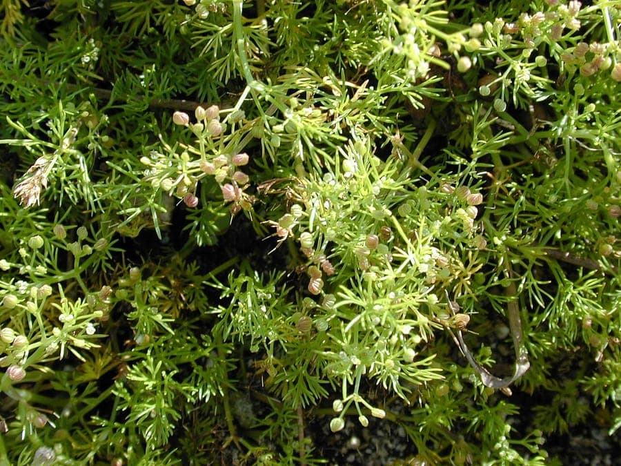Cyclospermum leptophyllum mit feinen Blättern