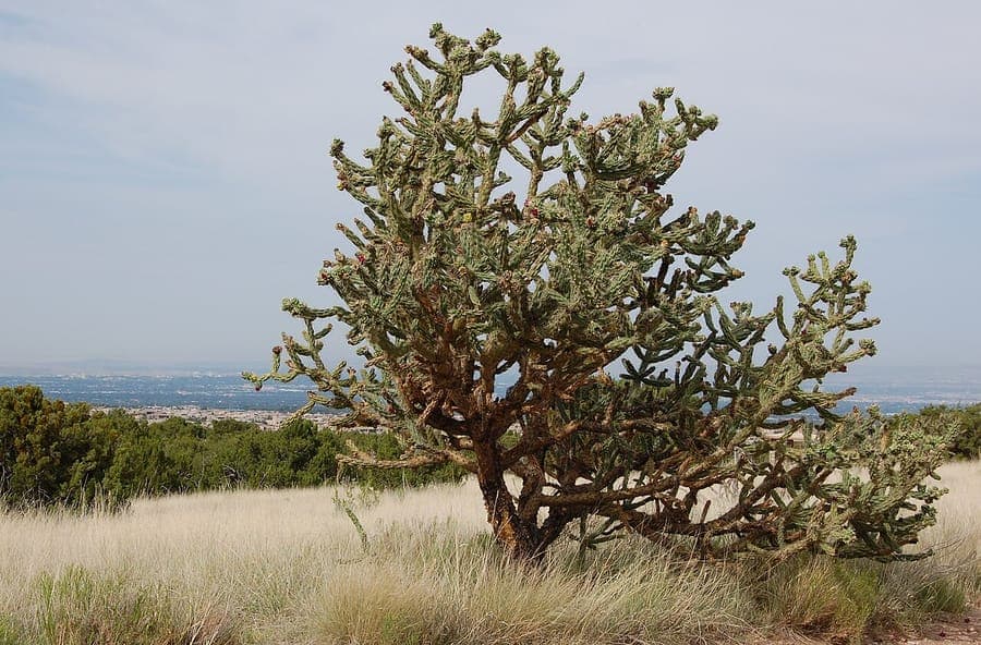 Tree cholla with characteristic segmented stems and red flowers