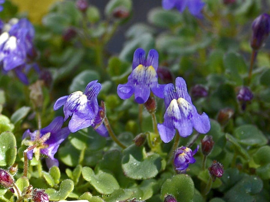 Italian toadflax displaying pale purple and white flowers on stone wall