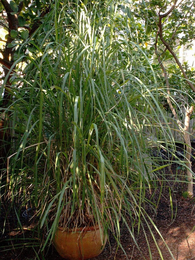 Citroengras (Cymbopogon flexuosus) met lange, lichtgroene bladeren