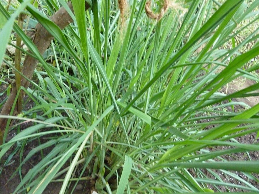 Citronella grass (Cymbopogon nardus) with foliage