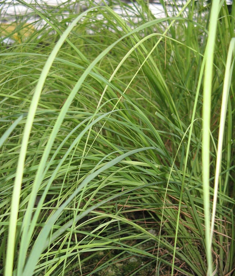 Herbe a chameau au feuillage fin gris-vert