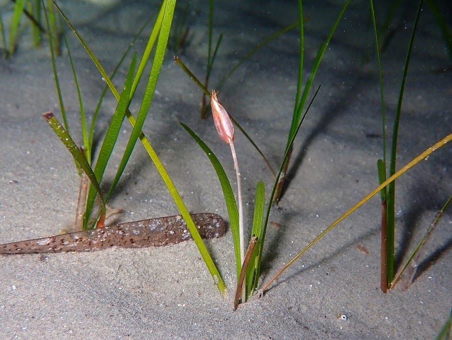 Schlankes Seegras (Cymodocea nodosa) in klarem Meerwasser mit grunen Blattern