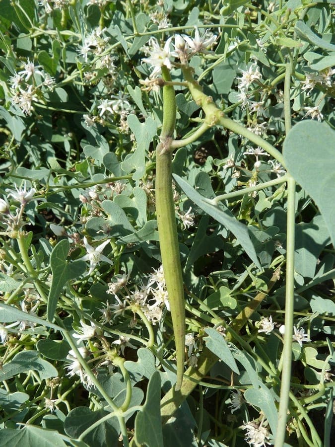 Cynanchum acutum flowers and seed pods