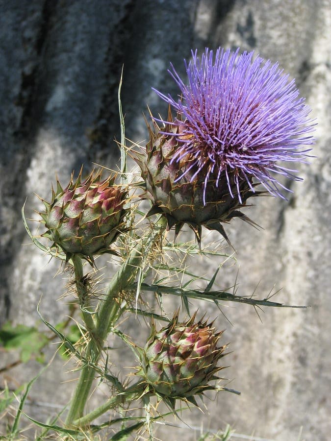 Spanish artichoke plant with large silvery leaves and purple flower buds in a sunny garden setting