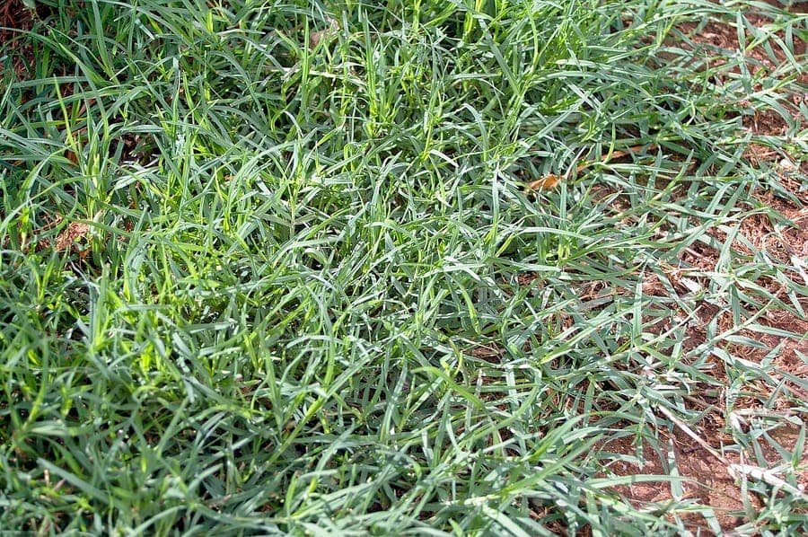 Dense green Bermuda grass under full summer sun