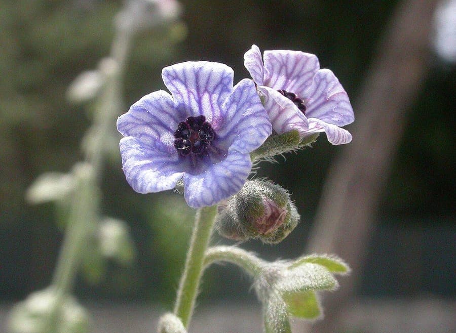 Cynoglossum creticum langue bleue avec fleurs bleu azur