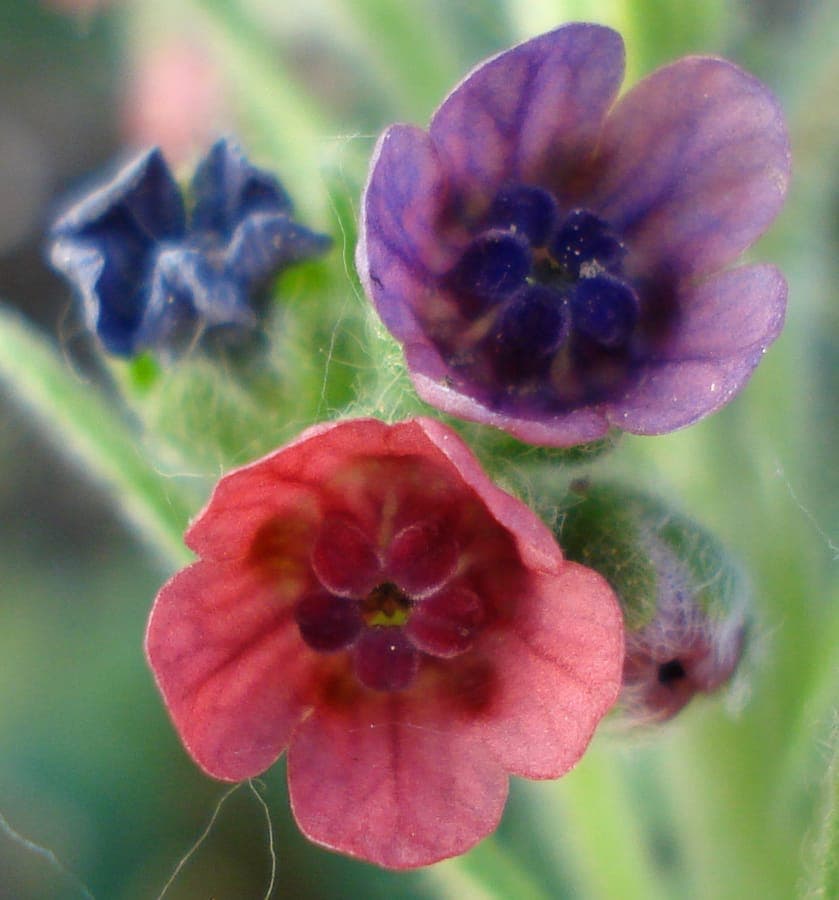 Hound's-tongue in full bloom on a partially shaded slope with grasses and native shrubs