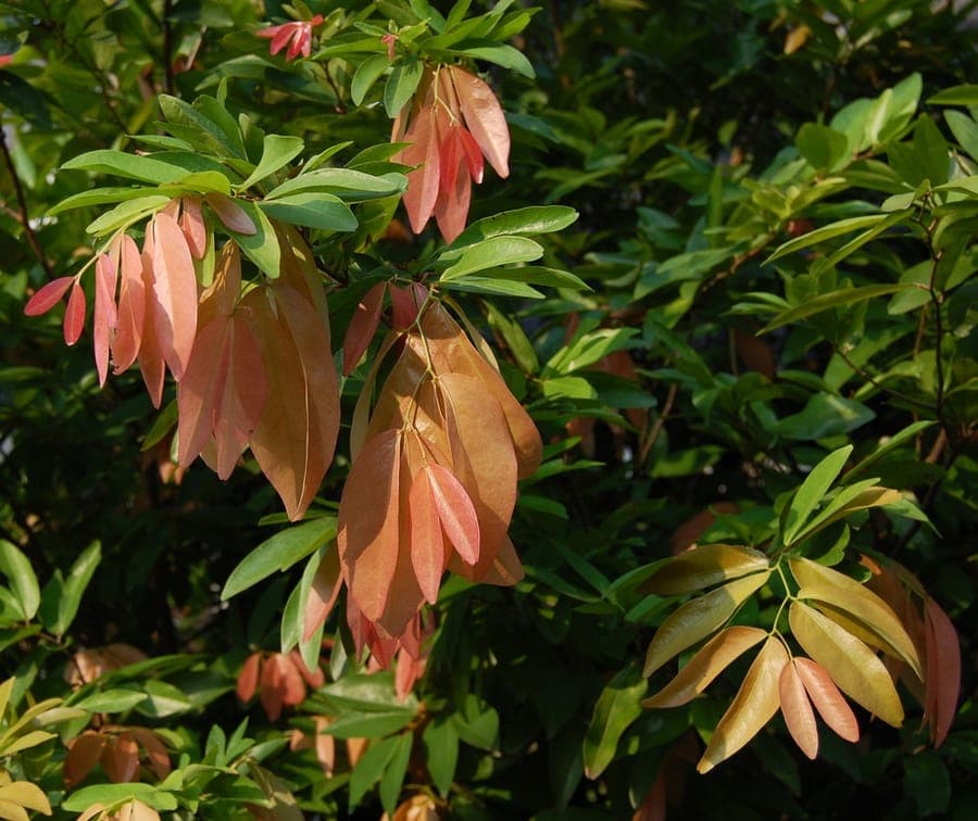 Nam nam fruits growing on tree trunk