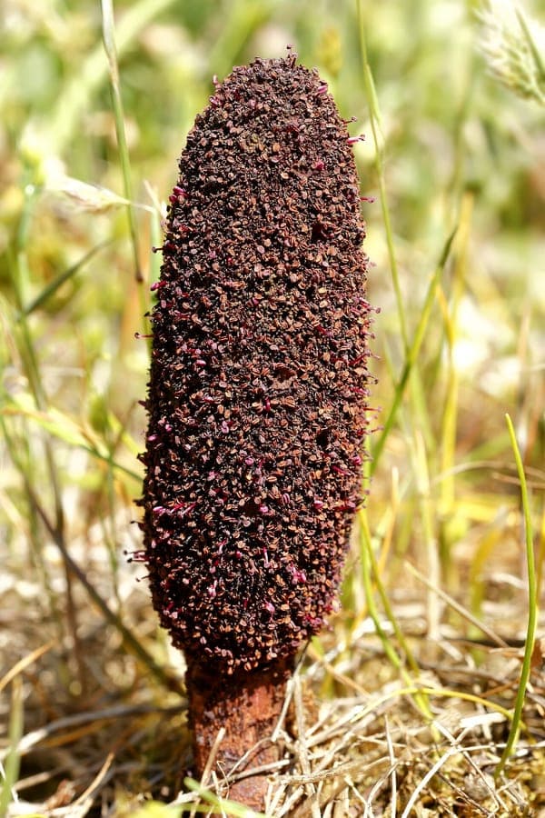 Scarlet flower spike of Cynomorium coccineum parasitic plant